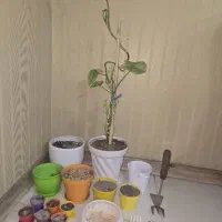 فروش گل و گلدان