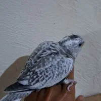 جوجه عروس هلندی|پرنده|میناب, |دیوار