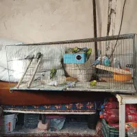 مرغ عشق هلندی