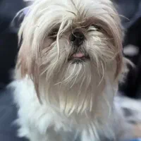 سگ شیتزو فلت اصل ۲ تومن معاوضه با عروس هلندی