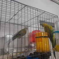 جفت طوطی آواز خوان ۱۰۰۰۰۰۰۰|پرنده|تبریز, |دیوار