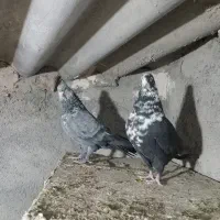 کبوتر کلاغ نواری|پرنده|گلبهار, شهر جدید گلبهار|دیوار