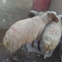 قوچ نمونه یک ساله|حیوانات مزرعه|قلعه شاهین, |دیوار