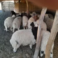 بره|حیوانات مزرعه|آبدانان, |دیوار