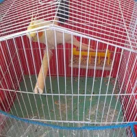 عروس هلندی رام