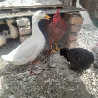 مرغ خروس اردک معاوضه ای