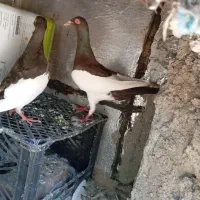 جفت یهودی روی تخم