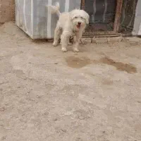 واگذاری سگ پاکوتاه