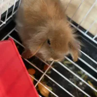 خرگوش لوپ|موش و خرگوش|بندرعباس, |دیوار