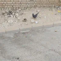 تعدادی مرغ تخم گذار قلعه تل|حیوانات مزرعه|باغ ملک, |دیوار