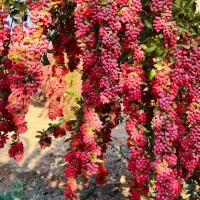 گردو پکان گرمسیری ، نهالستان ، نهال ، درخت در مشهد|گل و گیاه طبیعی|مشهد, خواجه ربیع|دیوار