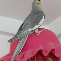 یک دانه عروس هلندی نره