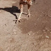 فروش 3عددخروس لاری8ماهه وتخم لاری اوشامواصیل