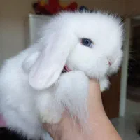 خرگوش مینی لوپ tedy برفی اسکاتلندی|موش و خرگوش|تهران, پونک|دیوار