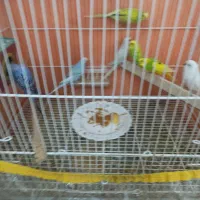 پرنده رنگ خاص مفت|پرنده|سبزوار, غرب نیروگاه|دیوار