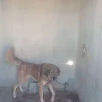 قدجونی نگهبان