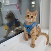 واگذاری بچه گربه