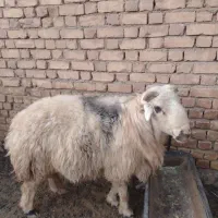 قوچ|حیوانات مزرعه|سمیرم, |دیوار