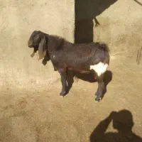 حیوانات|حیوانات مزرعه|تویسرکان, |دیوار