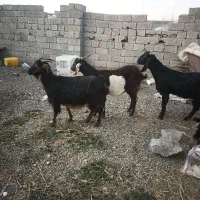 بز پاکستانی|حیوانات مزرعه|اردبیل, |دیوار