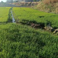 تخم شمیم دهه دار