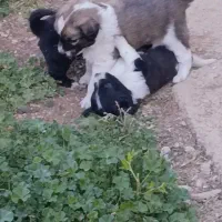 سگ نژاد دار  اصیل