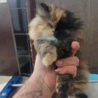 طوله گربه پرشین|گربه|مشهد, دانشجو|دیوار