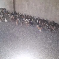 ۱۰۰ عدد جوجه ۲۷ روزه