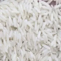 برنج شیرودی و طارم هاشمی