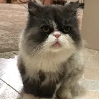 گربه گم شده