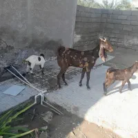 بز کامورای بادوکهر نرماده