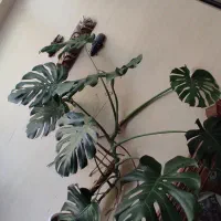 برگ انجیری و سانسوریا ابلق