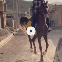 اسب نژاد عرب