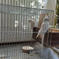 عروس هلندی|پرنده|نجفآباد, شیخ بهایی|دیوار