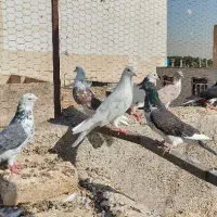 کفتر تهرانی پرشی(پنجاه عدد یکجا)|پرنده|قرچک, مهدیه|دیوار