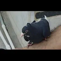کبوتر