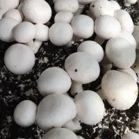 واگذاری-کارگاه-تولید-قارچ-خیابان-مسلم