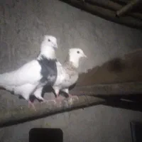 کبوتر روزگاری|پرنده|جونقان, |دیوار