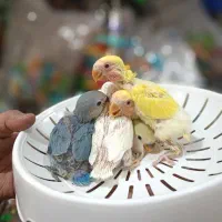 سرلاکی راهب شاه طوطی کوتوله گرینچیک عروس|پرنده|خمینیشهر, |دیوار