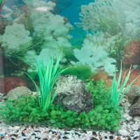 آکواریوم شیشه خم با کلی ماهی دوتا لج خوار