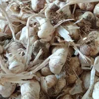 سیر سفید فروش فقط نقدی|خوردنی و آشامیدنی|بهار, |دیوار