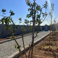 باغچه*چسب انشعابات *خرید از مالک|فروش زمین و ملک کلنگی|اسلامشهر, شهرک احمدیه|دیوار