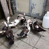 اردک اسرائیلی