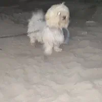 سگ شیتزو|سگ|کهنوج, |دیوار