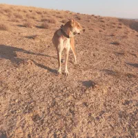 فروش ماده خراسانی|سگ|تربت جام, شیخ احمد جامی|دیوار