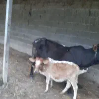 گاو شیرده با گوساله