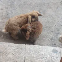 سه عدد خرگوش لپ نر