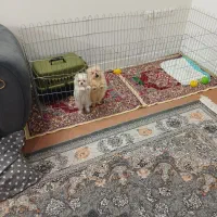 پامر خرسی،نر،،ماده،