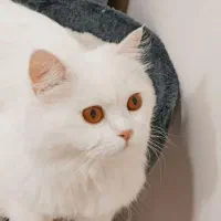 یک عدد گربه برای فروش