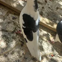 کبوتر کفتر ساده نر|پرنده|مشهد, انقلاب|دیوار